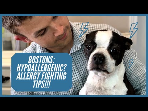 Video: At give dette til din Boston Terrier daglig kan hjælpe med at lindre smertefulde hudallergier