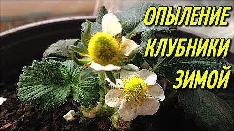 ОПЫЛЕНИЕ КЛУБНИКИ 🍓  НА ПОДОКОННИКЕ,ЗИМОЙ.