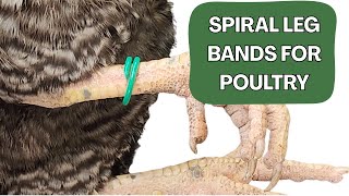 How to place Spiral Leg Bands On Chickens