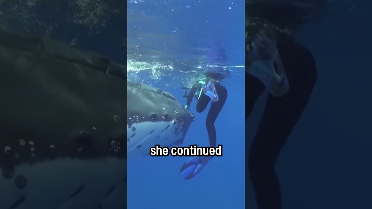 Human-friendly whales.  
