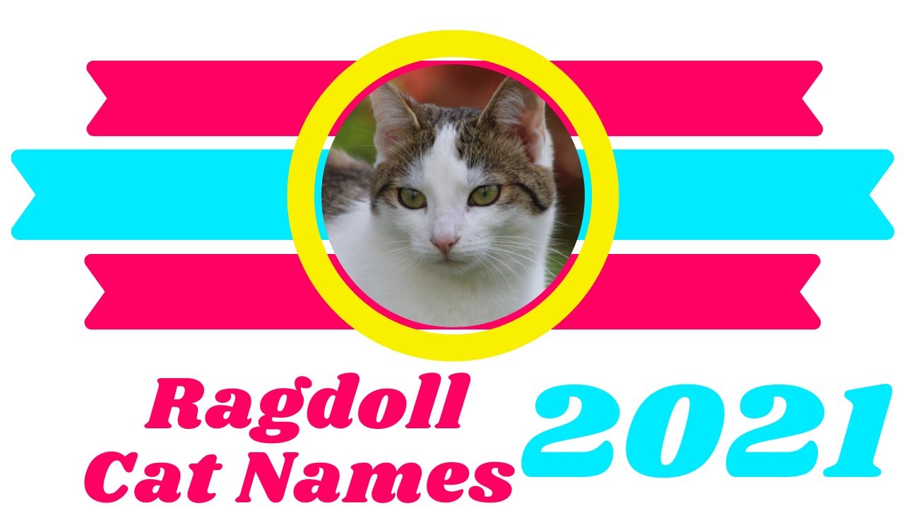 30 Best Ragdoll Cat Names Ideas With Meaning 2021 ! Unique Cat Names