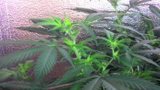 X5 LED grow light (5 watt H.O. chipsets), Week 5