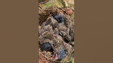 Dapat 3 anak burung kutilang langsung dipelihara sampe besar🤤 #605 #KOOKIKO