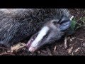 The Common Opossum-A Marvel of Adaptation