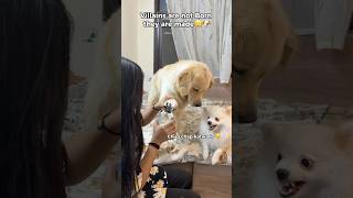 Dhoka hua hai mere sath🥲🤨(part2)  #doglife #nailscutting #dogmom #trending #chikusdodo #shorts