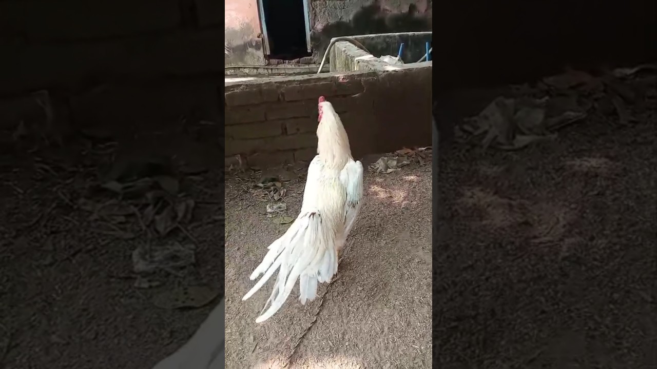 The most beautiful rooster.🔥 