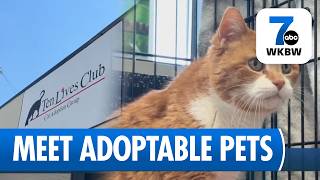 Western New York Adoption Events Help Shelter Pets Find Homes