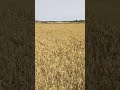 Rice harvest. #paddy #nature #farming #ai #original
