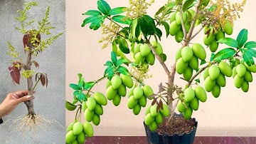 How To Growing Mango Trees Many fruits Using Coca Cola and eggs, how to grow mango trees