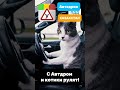 С Автодром и котики рулят!  #automobile #парковкамашины #пдд