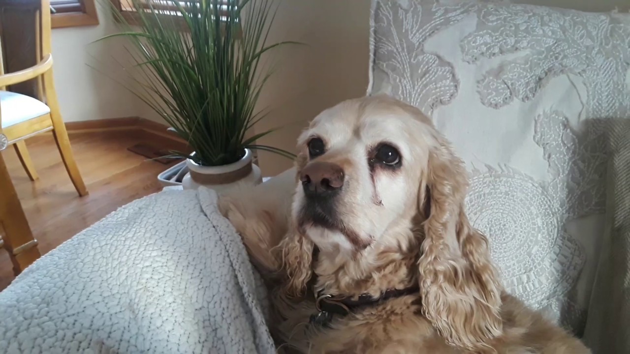 older cocker spaniel