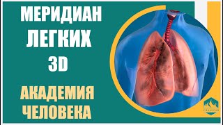 Академия Тела | Меридиан Легких 3D |