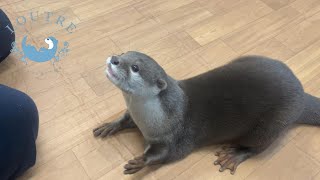 【カワウソ】おかゆとここあのど～っちだ　Otter　Guess which hand