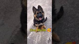 German shepherd trasformation! One month to one year🐾🐕‍🦺 #shortsfeed #shorts #dog #germanshepherd