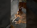 The Most Relaxed Dog on Earth