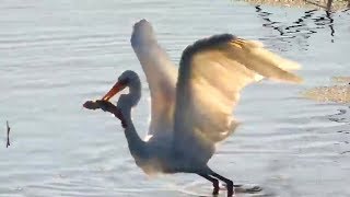 Great Egret catches a whopper! Mississippi River Flyway. 07 September 2019