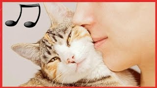 落ち着きのない猫をリラックスして眠りに設計された猫の音楽 【CATS MUSIC BGM平成29
