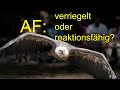 Fokussieren lernen 8 📸 AF verriegelt oder Reaktionsfähig?? Was macht wann Sinn?