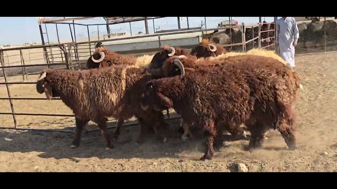 محافظة الرقة اليوم الاثنين 1_7_2024(4)