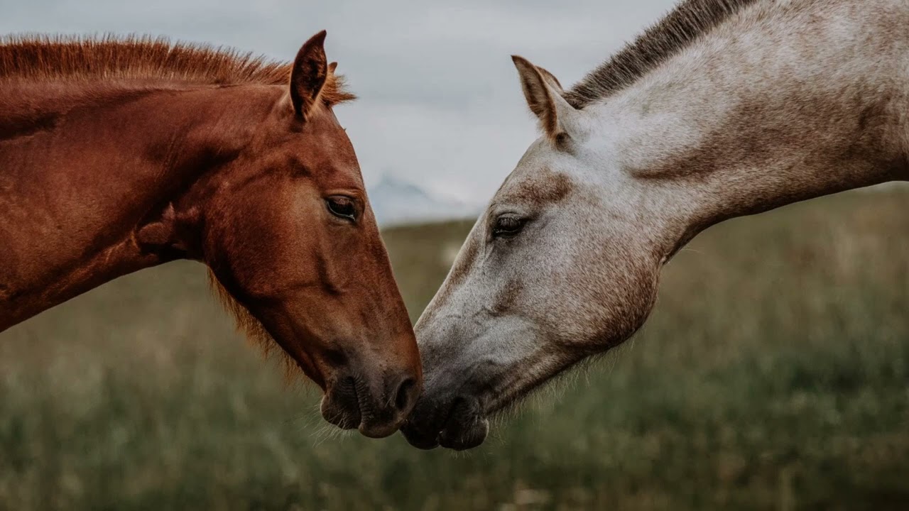 Pahrump NV Horse Property For Sale / REMAX 1 Listing Agent