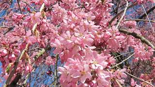 Prunus subhirtella 'Pendula' višeň chloupkatá