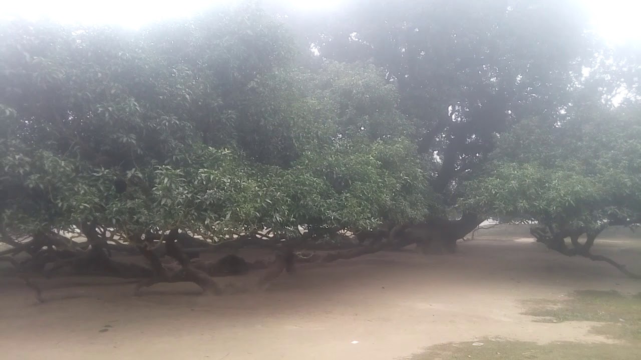 the largest mango tree thakur gaon YouTube