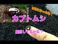 【カブトムシ】9月になったね！カブトムシの産卵＆幼虫をチェック(^-^)/