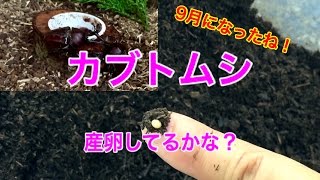 【カブトムシ】9月になったね！カブトムシの産卵＆幼虫をチェック(^-^)/