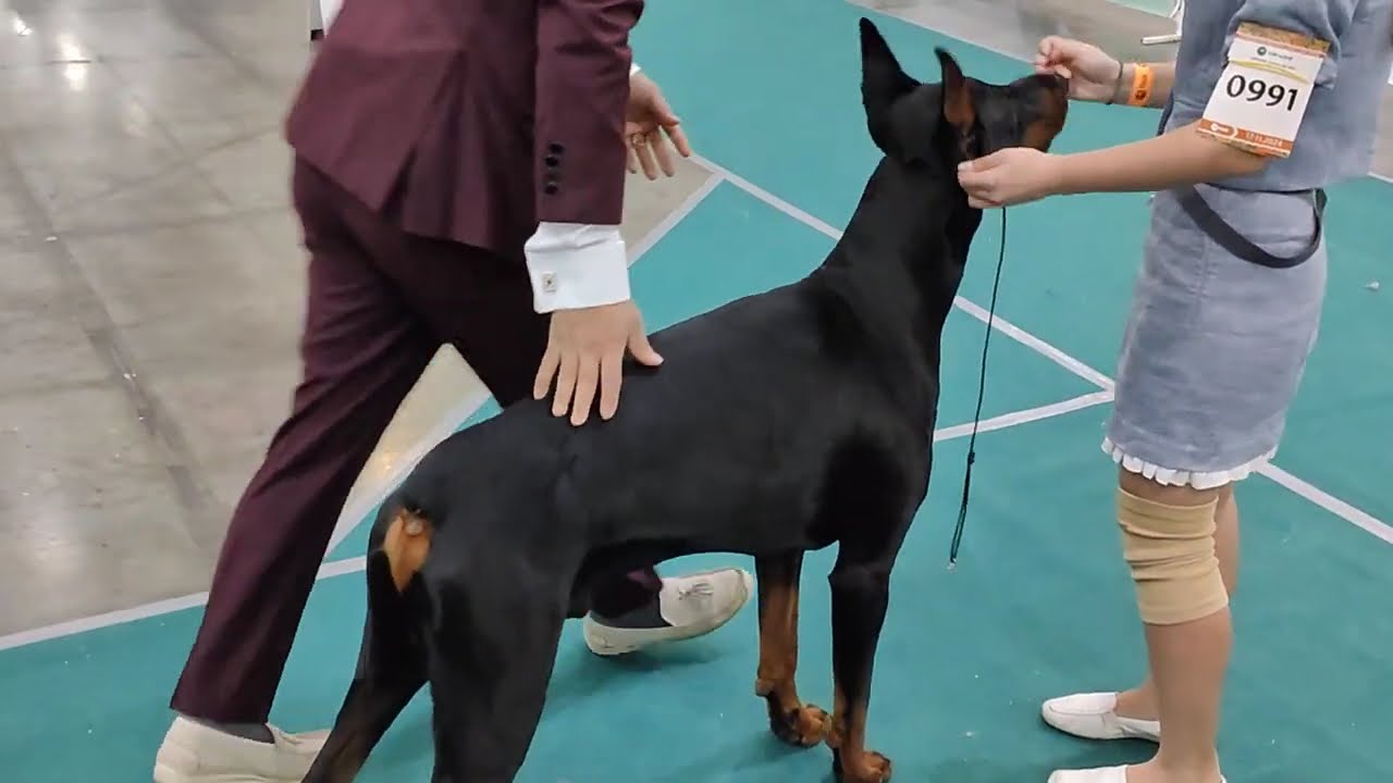 Доберман, Евразия 2024. 17.11.24. Класс Рабочий, кобели. (часть 1)