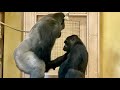 Courtship behavior of gorillas Shabani and Ai