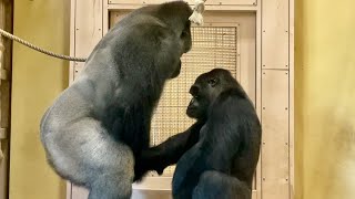 Gorilla courtship Shabani and Ai　#wildanimals #africawildanimals