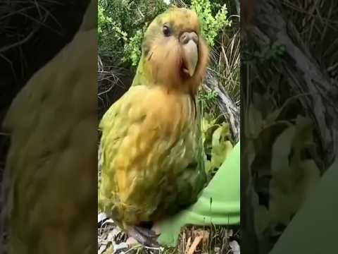 Amazing Fects about GTA5 & Kakapo parrot #amazingfacts #shorts