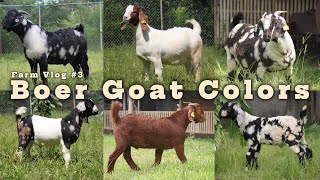 Farm Vlog #3: Iba't Ibang Kulay ng Boer Goats