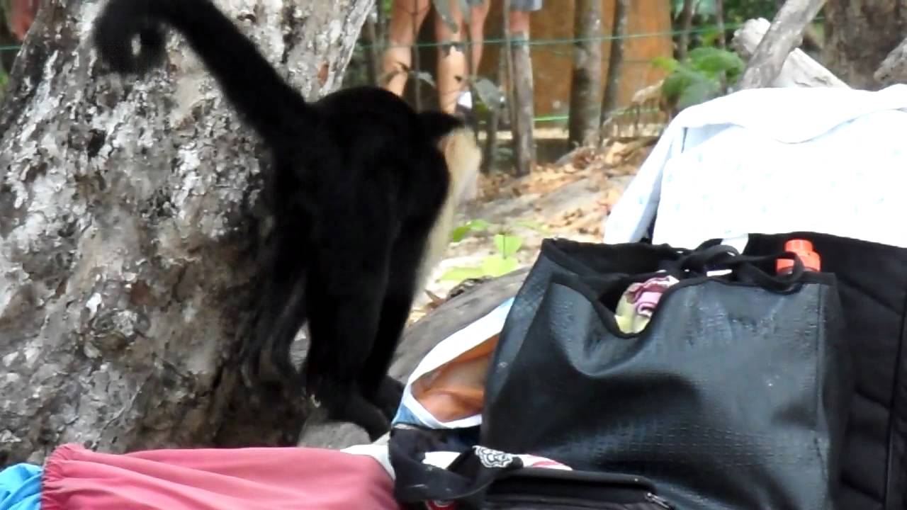 SAM 0584 - YouTube