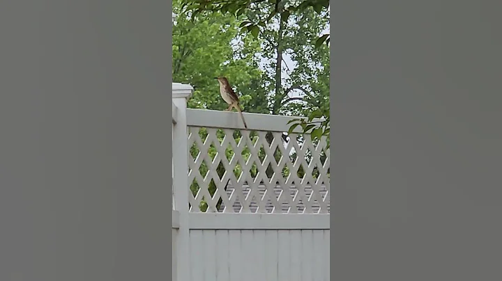 Brown Thrasher #birds #nature #northcarolina #animals