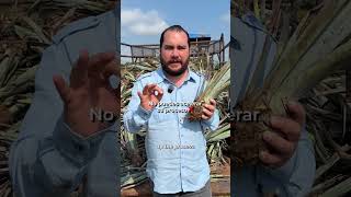 Plantar agave toma tiempo?⏰#brunobarba #tequila #agave #jalisco #méxico