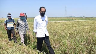 Presiden Jokowi Tinjau Panen Padi, Kabupaten Indramayu, 21 April 2021