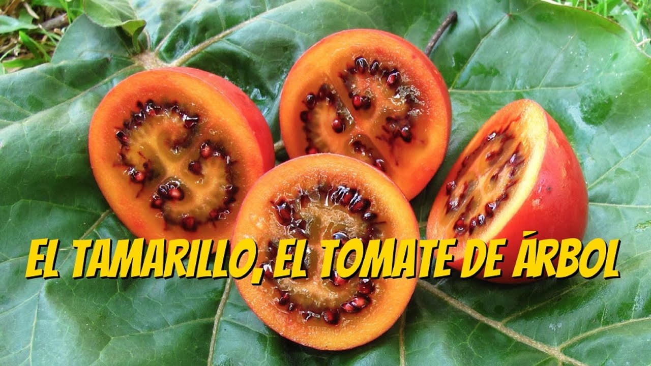 El Tomate de Árbol o Tamarillo YouTube