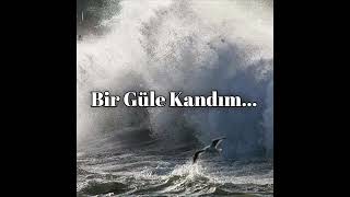 Bir Güle Kandım...