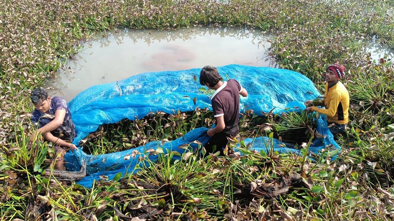 चलिए आज हम दोनों जाल तालाब में रात भर लगने के बाद निकालकर देखते हैं कितना मछलीआई वीडियो पूरा देखें🐠