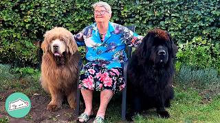 Three Huge Dogs Are Acting Like Little Babies And Won't Grow Up | Cuddle Buddies