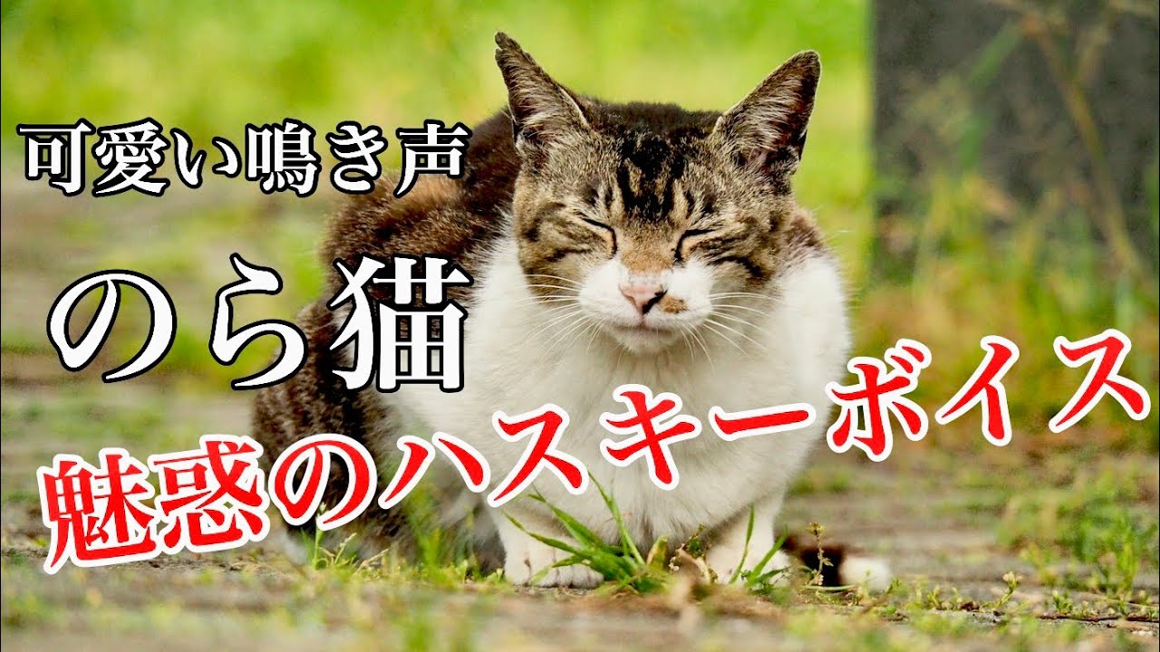 癒し猫 鳴き声がハスキーボイスでうにゃうにゃ可愛い 猫動画 Youtube