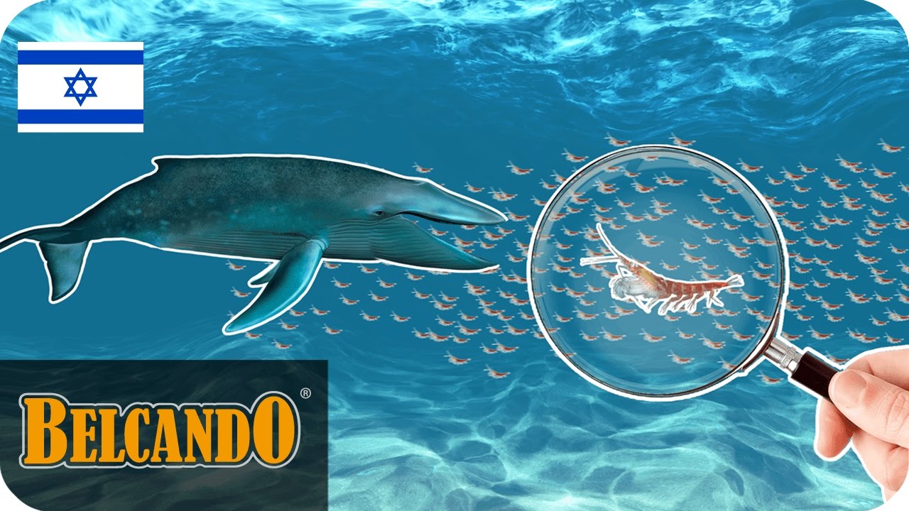 BELCANDO | dog food ingredients #1 krill - YouTube