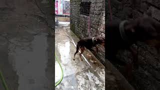 aggressive Doberman #doberman fight#pitbull