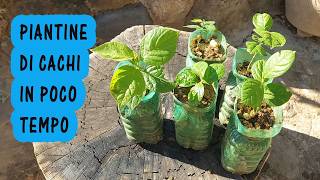 Celebrity Nuove piantine di cachi (Diospyros kaki) Pianta di caki dal seme / kachi a costo zero Wealth