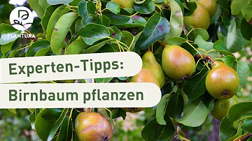 Wie tief pflanzt man einen Birnbaum?