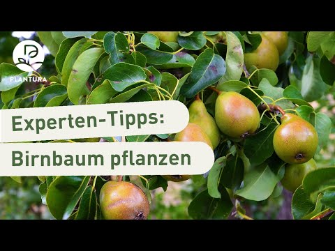 Video: Birnen im Frühjahr füttern und pflegen