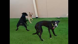 Preppy Pet Melbourne FL