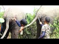 Abscess popped from elephants tail  brave people saved his life with proper treatment