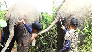 Abscess popped from elephant&#39;s tail | Brave people saved his life with proper treatment